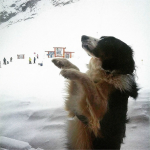Tarn - Avalanche Dog